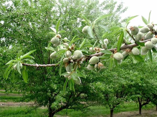 تصویر 2 از قیمت بادام پایه تلخ با کیفیت ارزان + خرید عمده